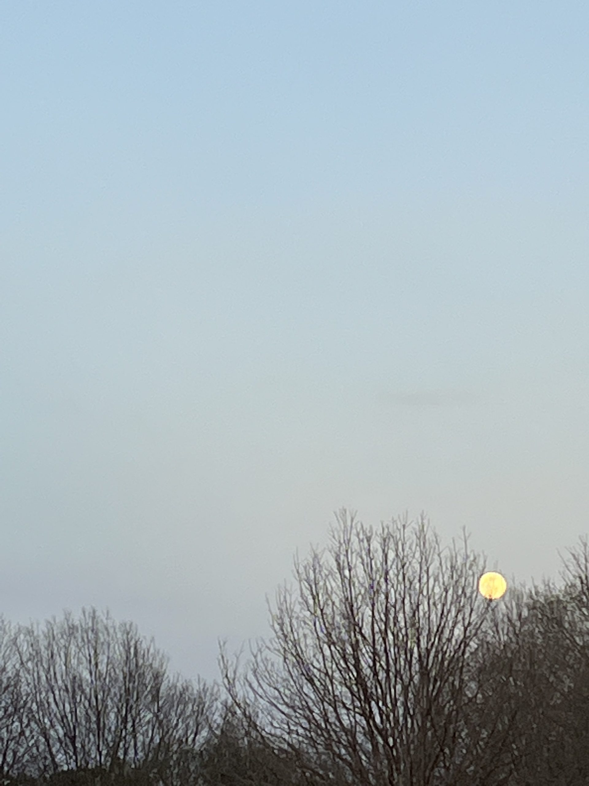 the sun is rising or setting over bare trees