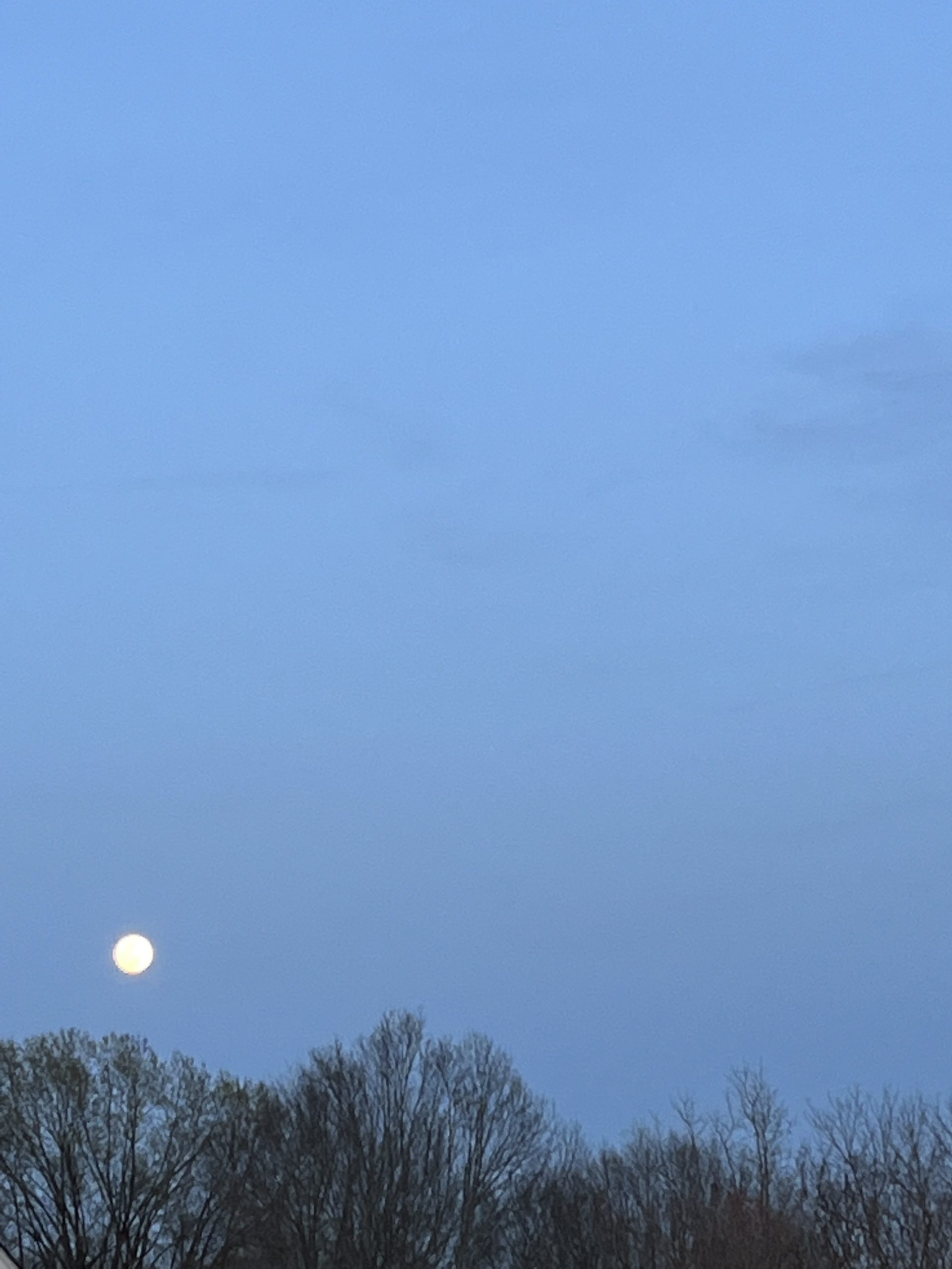 the sun is rising or setting over bare trees